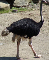 ostrich